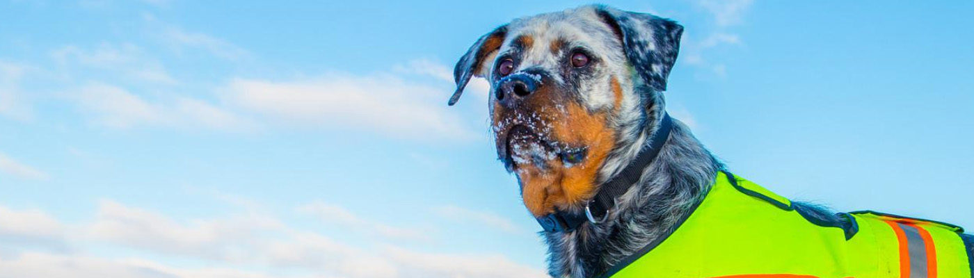 National Animal Safety and Protection Month