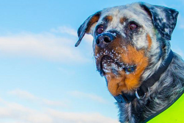 National Animal Safety and Protection Month