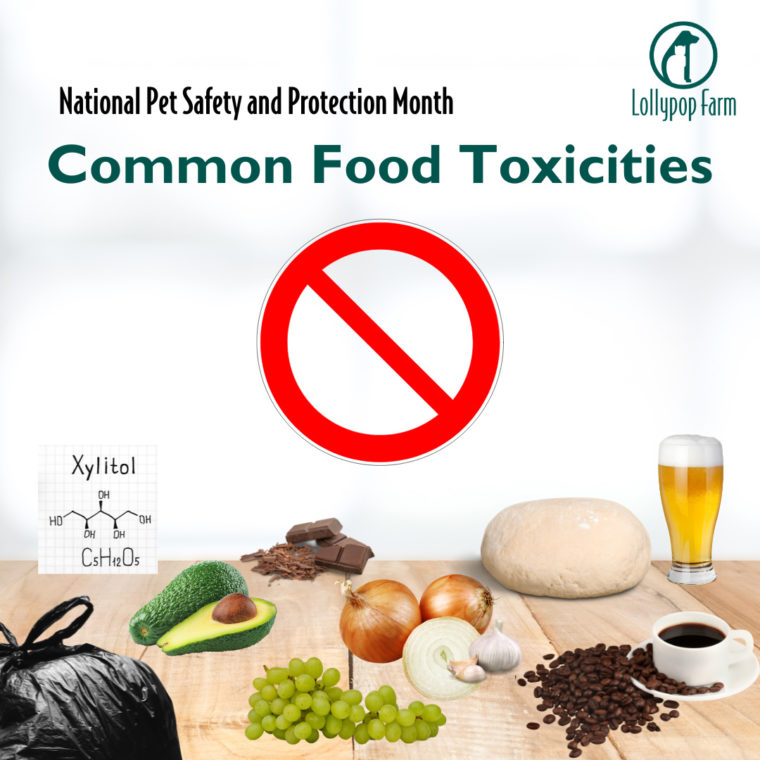 Food Items Toxic to Animals