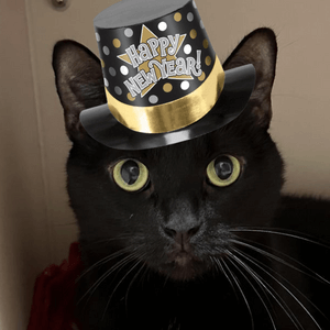 A black cat wearing a Happy New Year hat