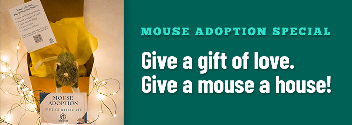 Mouse Adoption Special