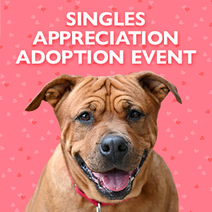Singles Appreciation Adoption Event @ Lollypop Farm