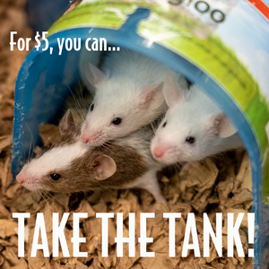 $5 you get a mouse and a tank