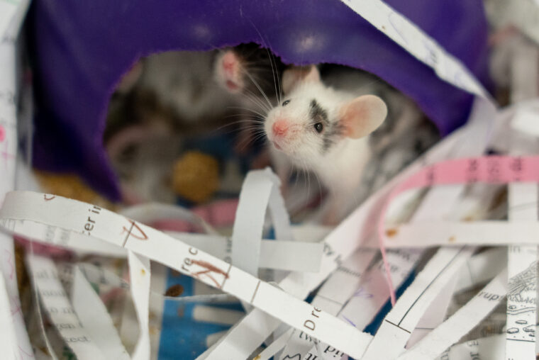 classroom pet adoption