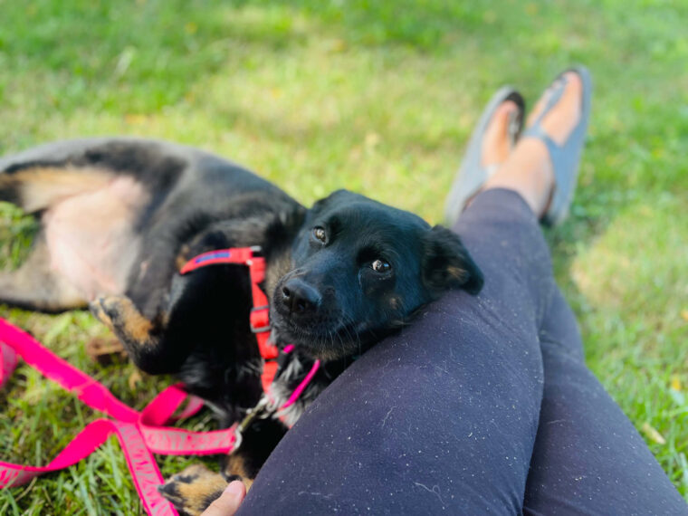 dog day out day adoption