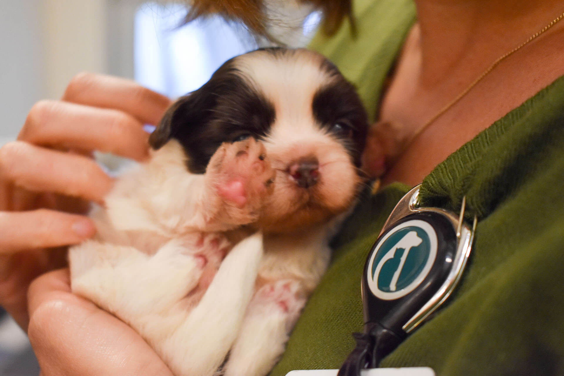 Lollypop farms dogs new arrivals