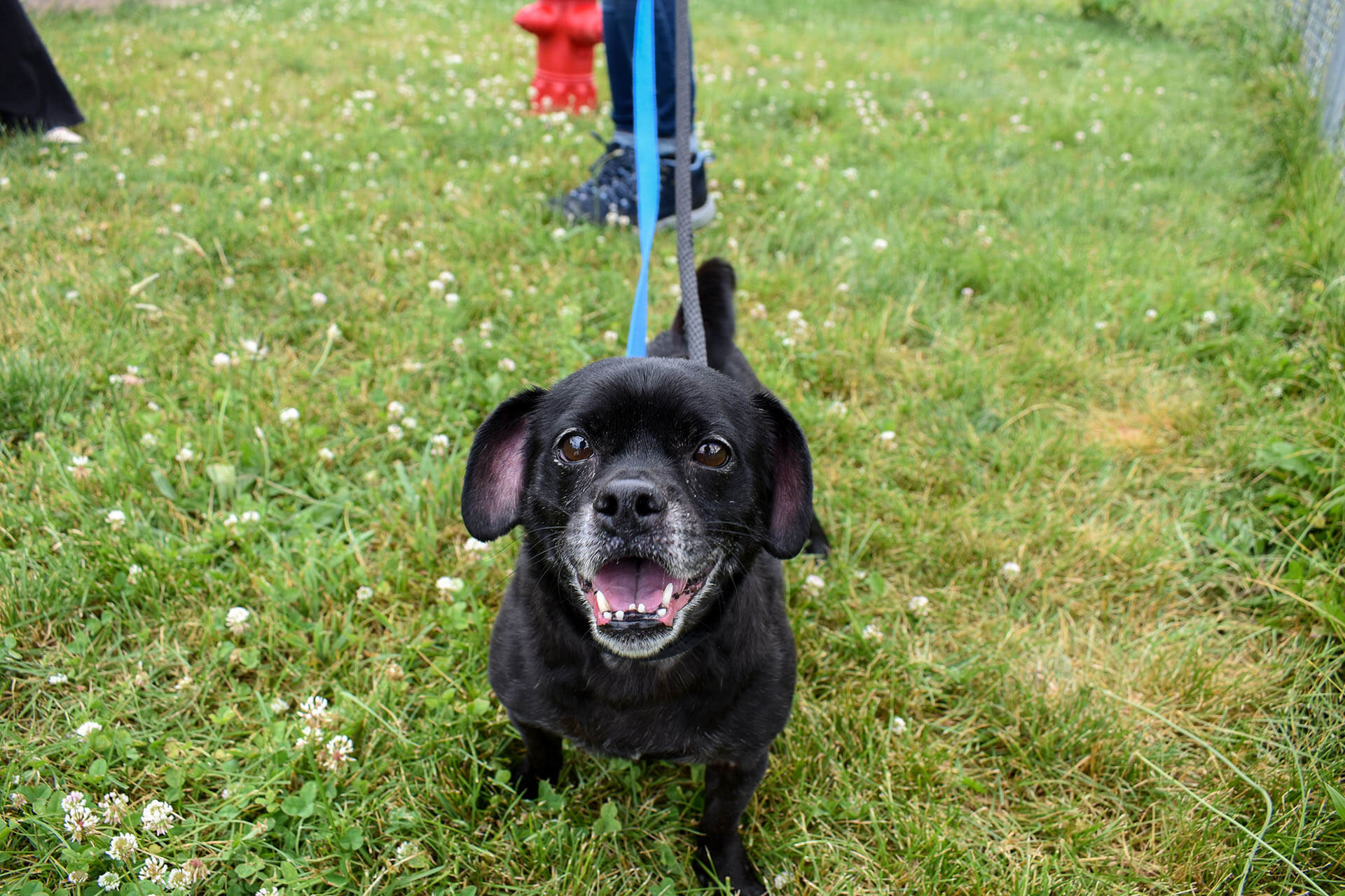 Little Black Dog