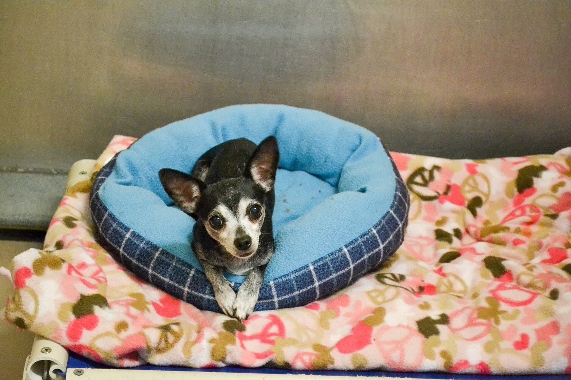 Adopt a Pet Lollypop Farm