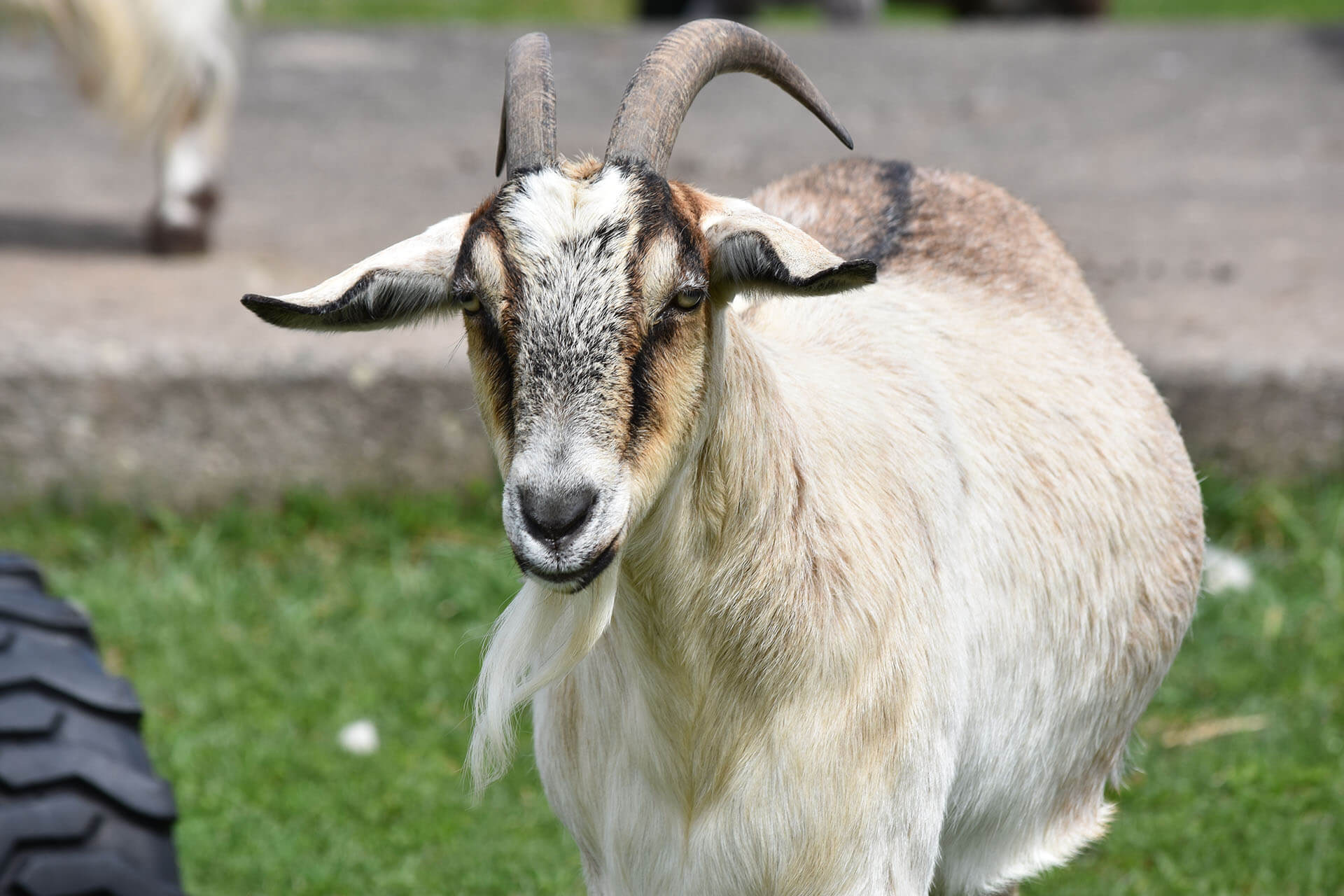 Farm yard goat Lollypop