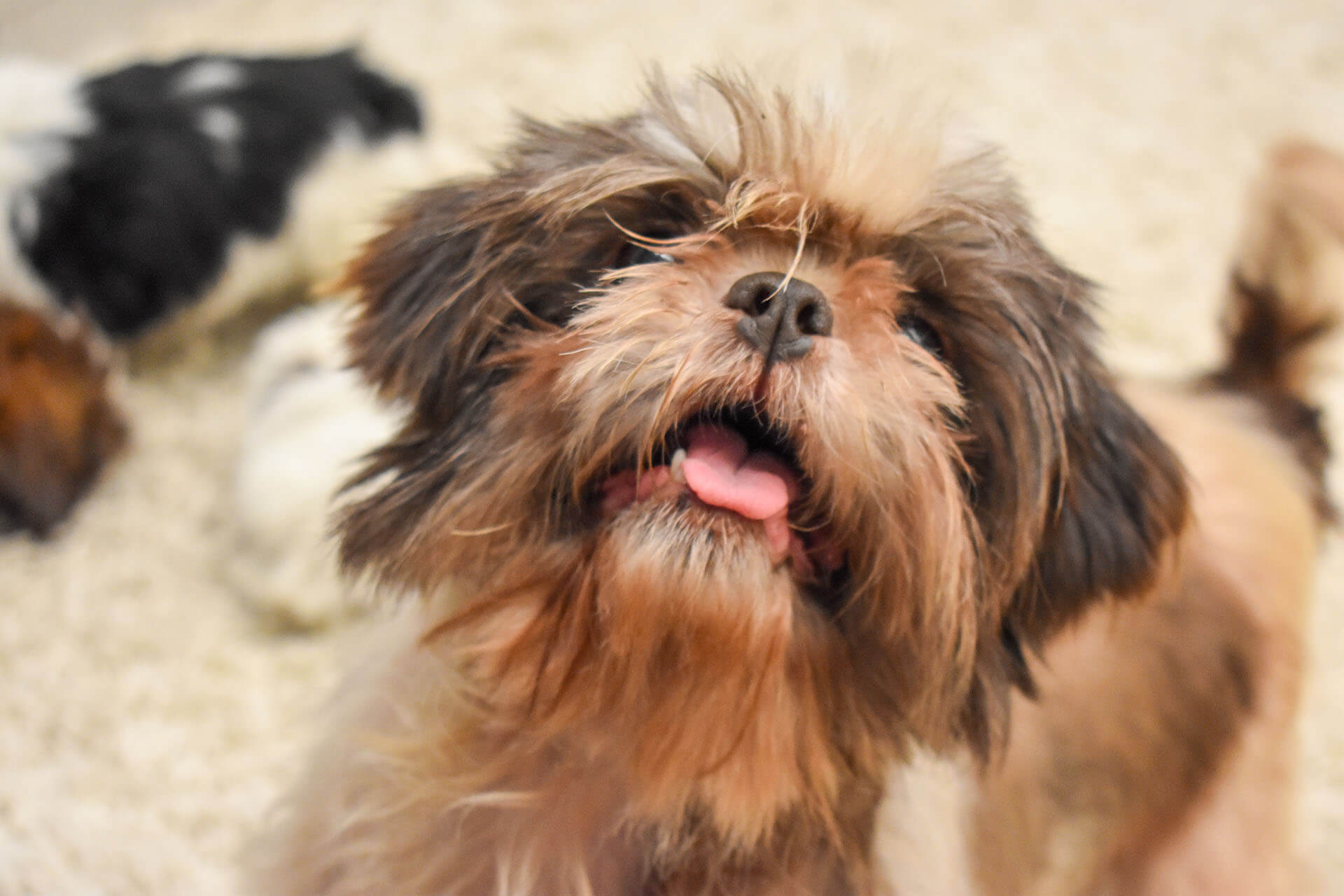 Lollipop farms adoptable dogs discount