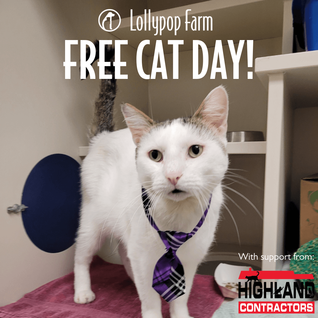 Free Cat Day @ Lollypop Farm Main Campus