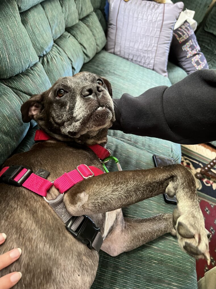 adoption dog sleepover