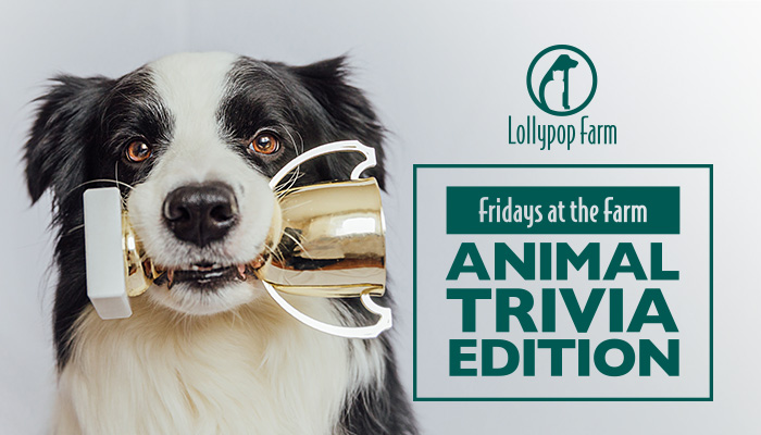 Fridays at the Farm – Animal Trivia Edition @ Lollypop Farm Main Campus