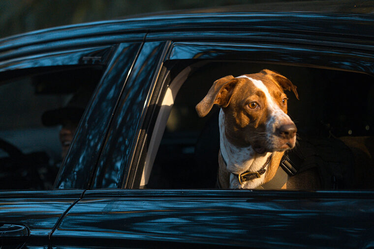 Dog In Back Seat Window Down