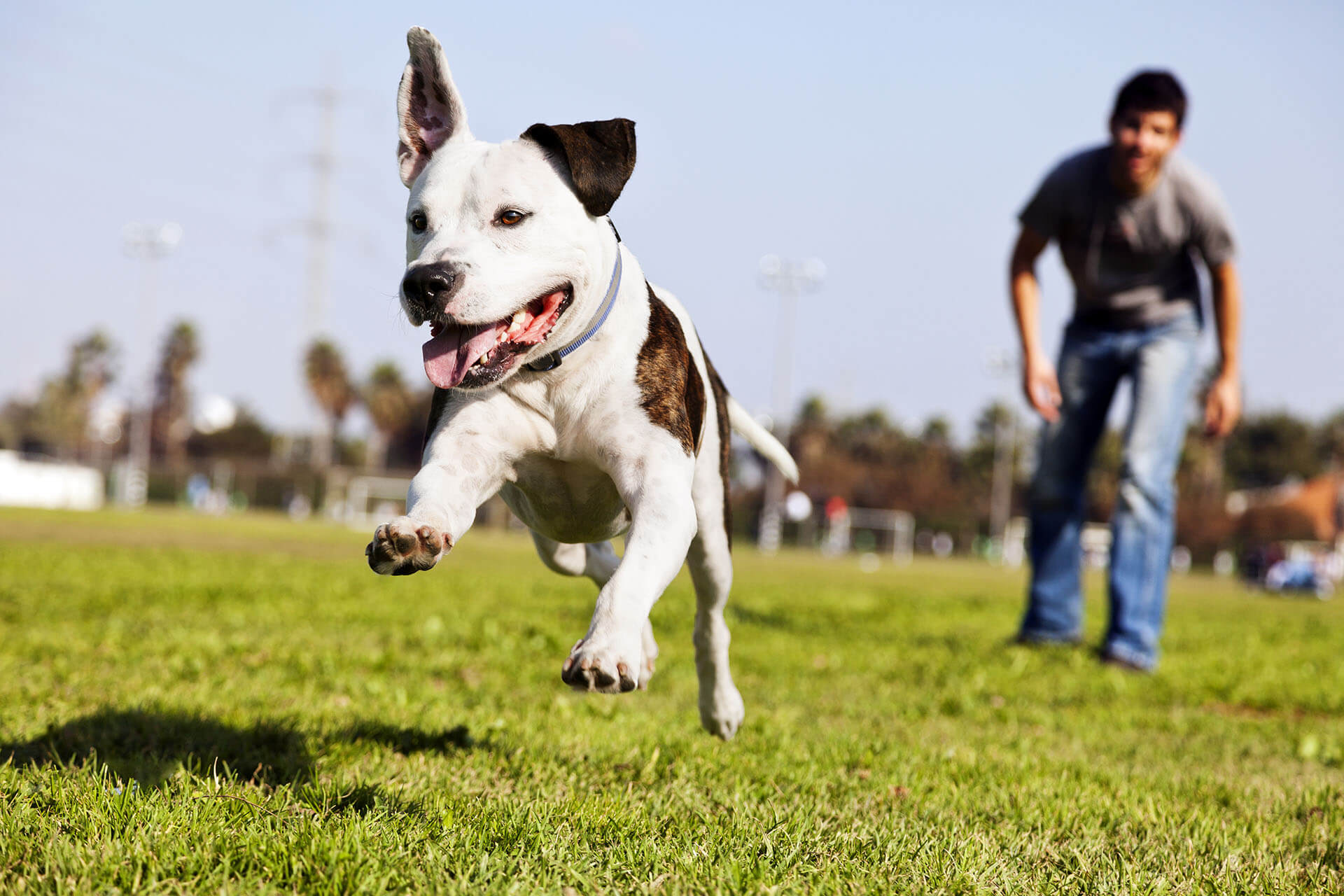 Dog Training Running Dog