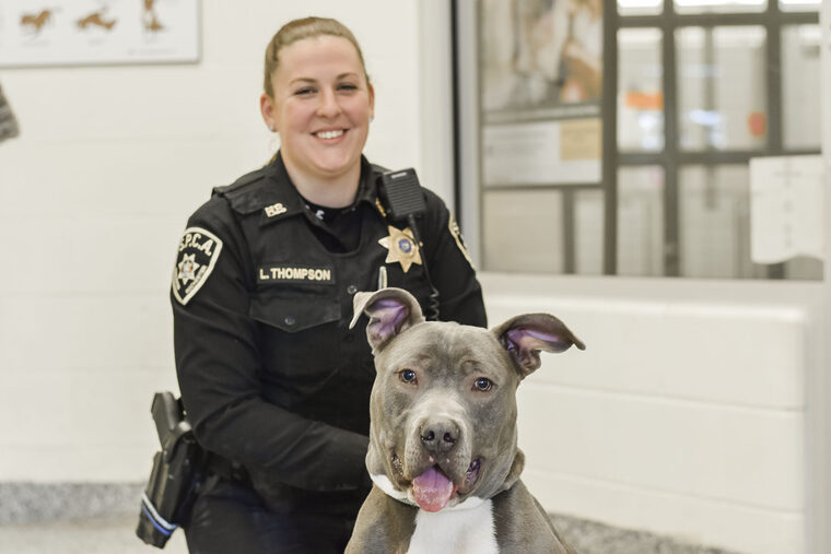 Lollypop Law Grey Dog