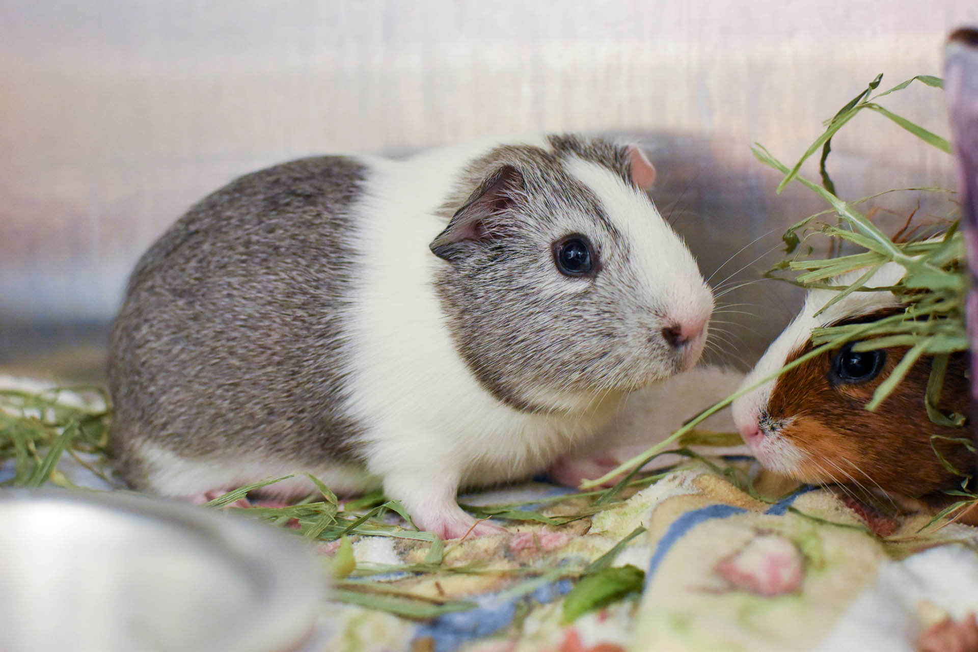 Lp Two Guinea Pigs