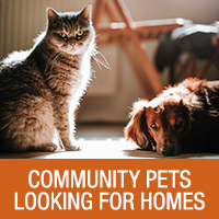 Community Pets Looking For Homes