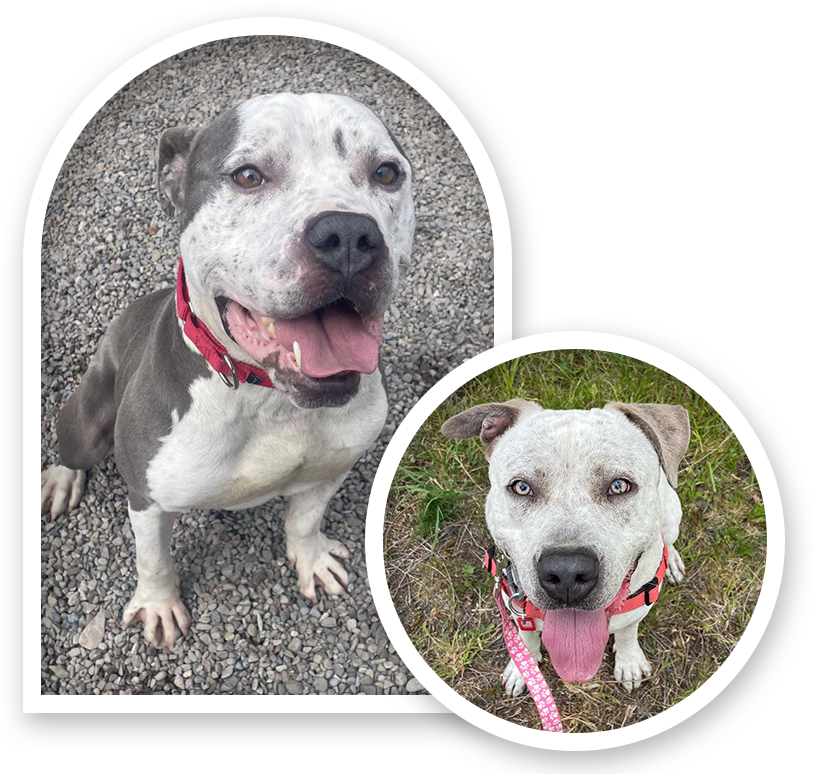 Lollypop Farm Humane Society of Greater Rochester