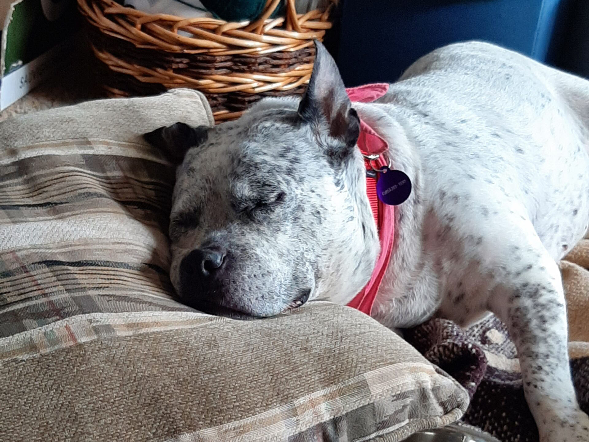 Princess Passed Out Sleeping Scaled Horiz