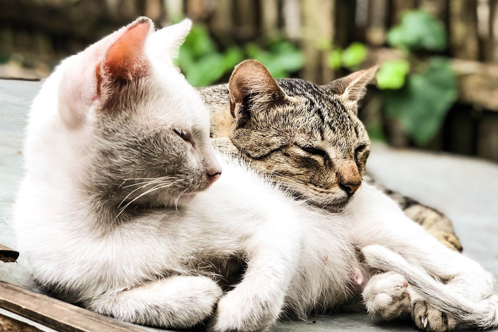 Cat Pair 1920