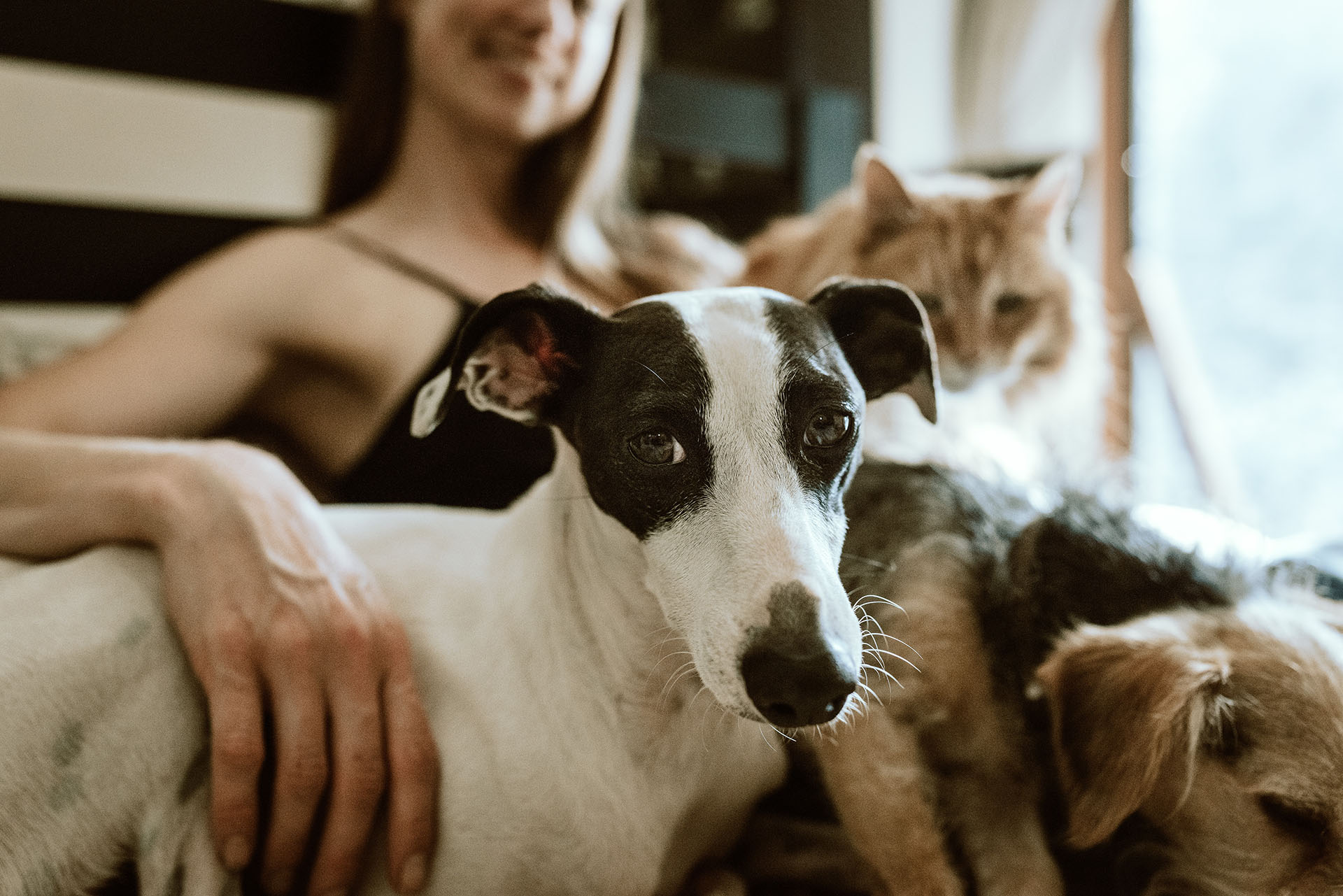 Dog Cat Housing