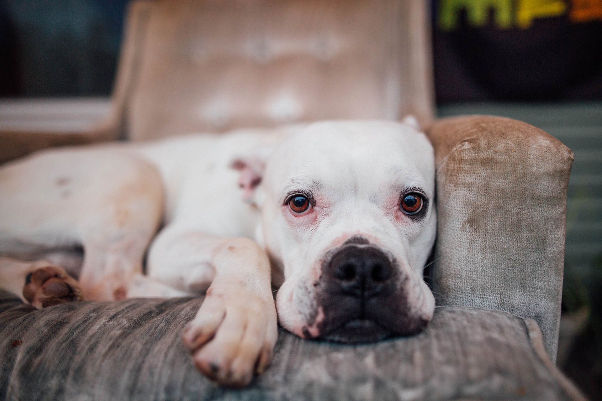 Dog Chair
