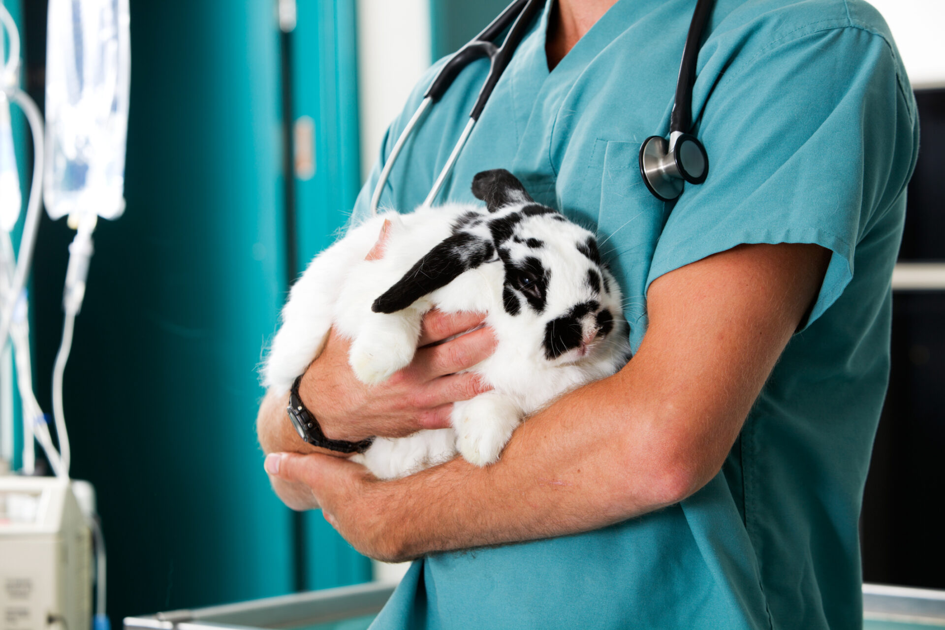 Rabbit At Vet Clinic