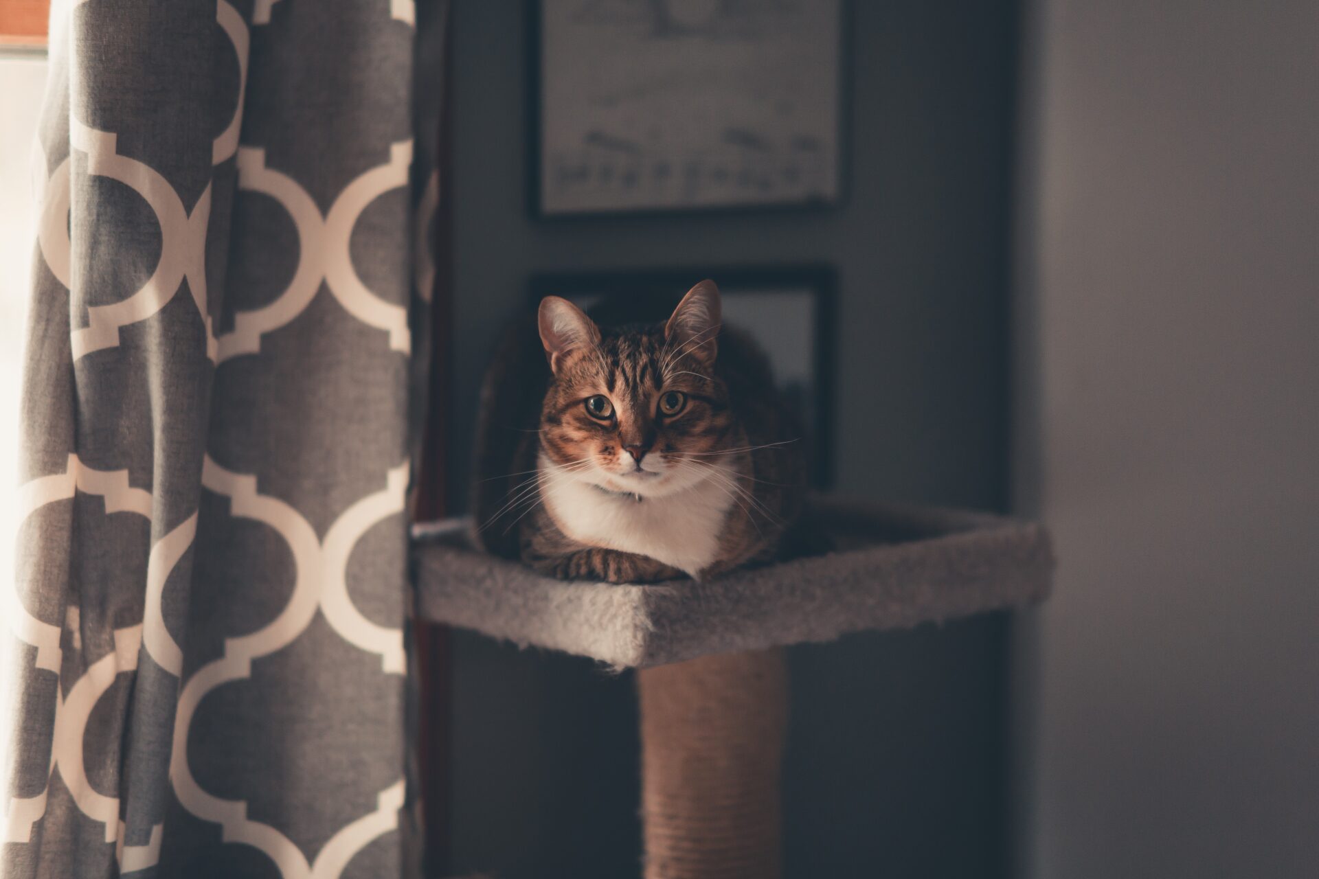 Indoor Cat on Ledge