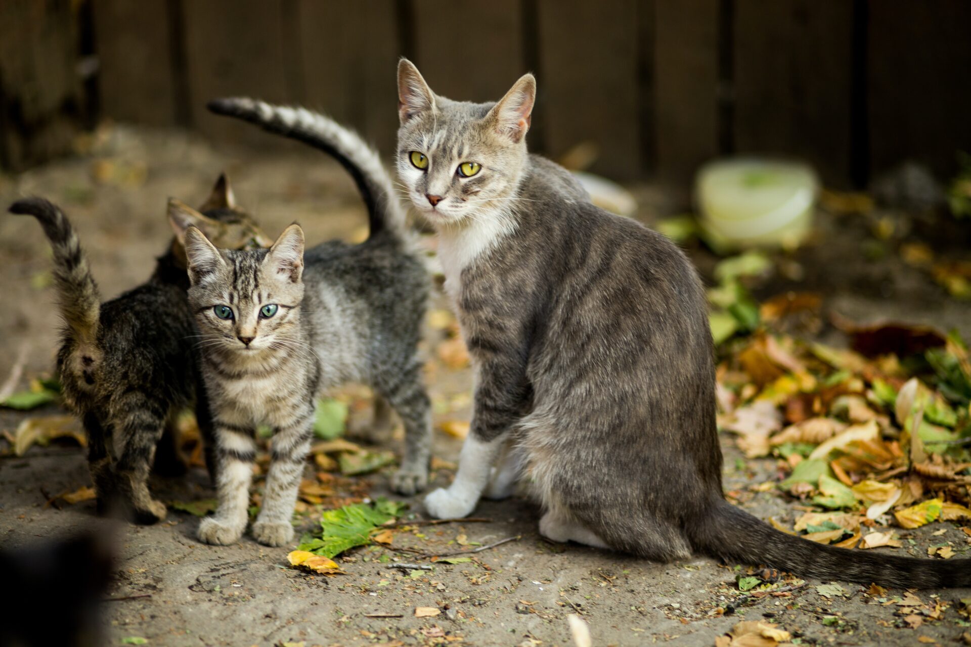 Community Cat Family