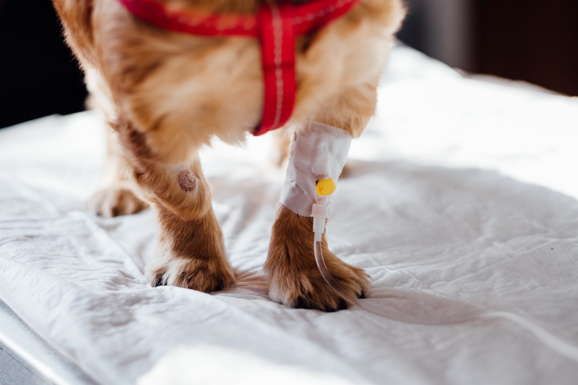 IV on Dog Leg