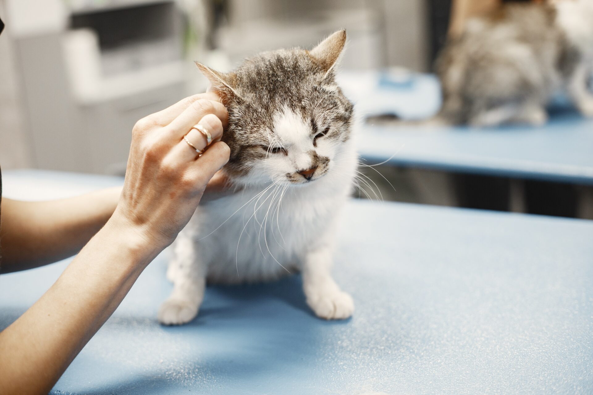 Ear swab on cat in clinic