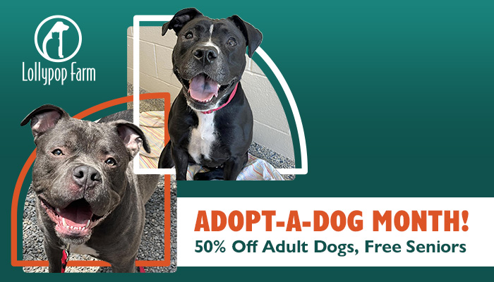 Adopt-A-Dog Month; 50% Off Adult Dogs - Seniors Free; Photo of two adult dogs at Lollypop Farm