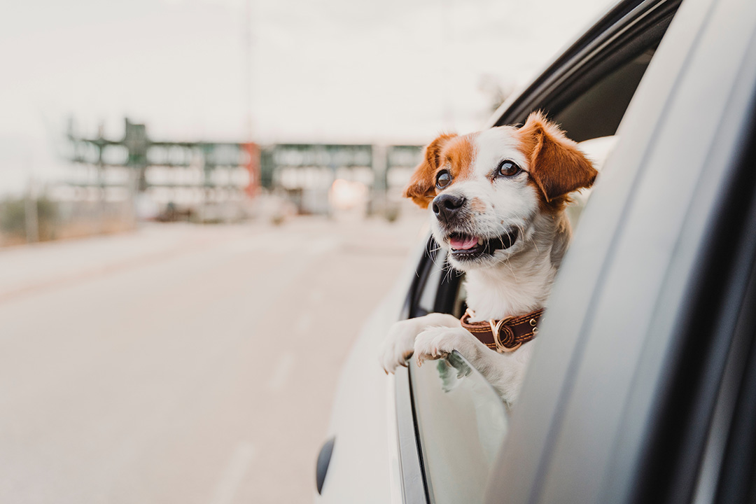 Cute Small Jack Russell Dog In A Car Watching By The Window. Rea