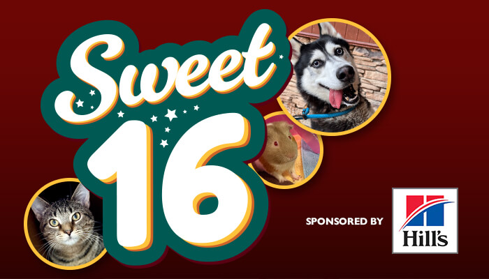 Sweet16 Event 700×400 251204 Copy